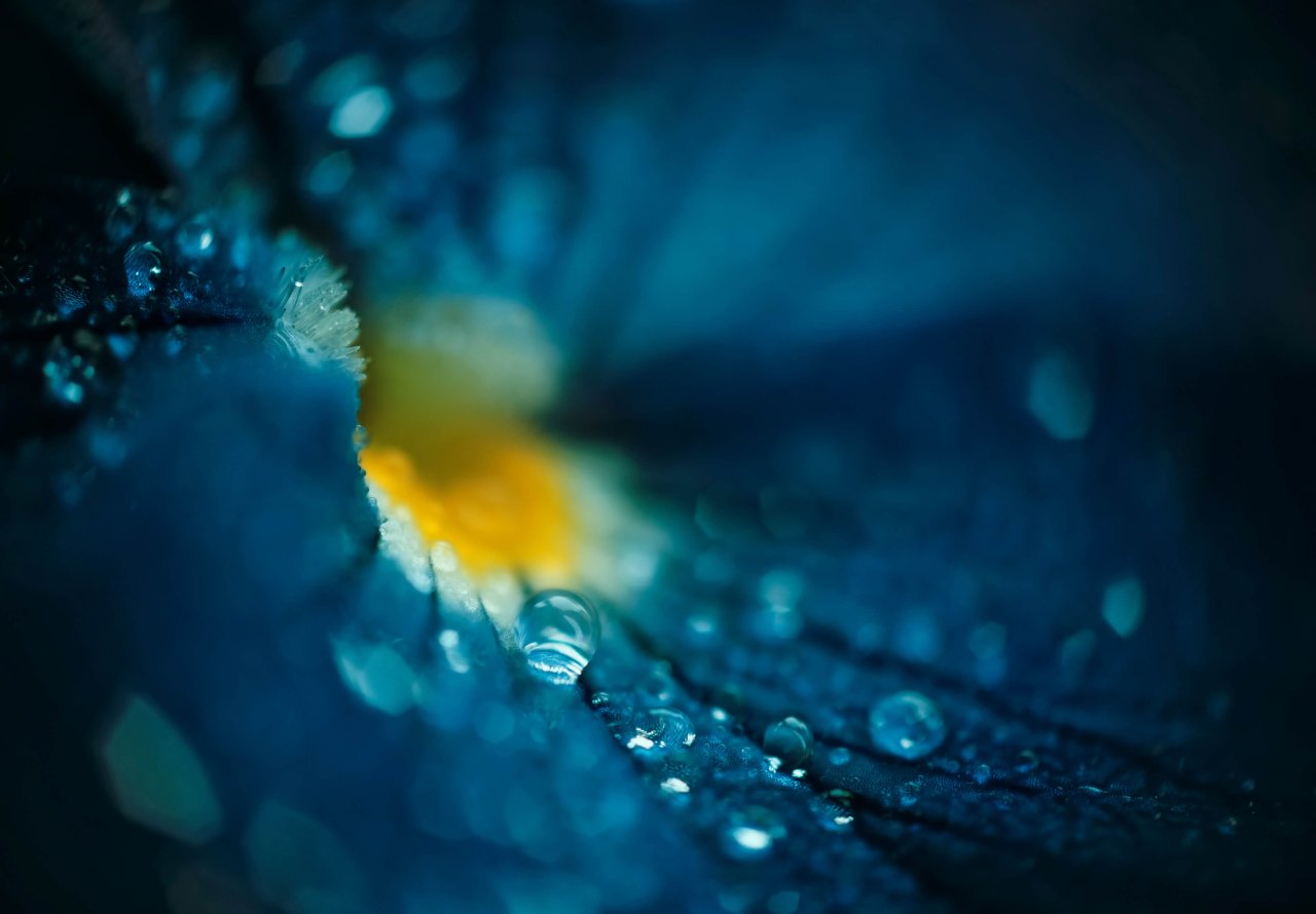 Watery Petal Banner.