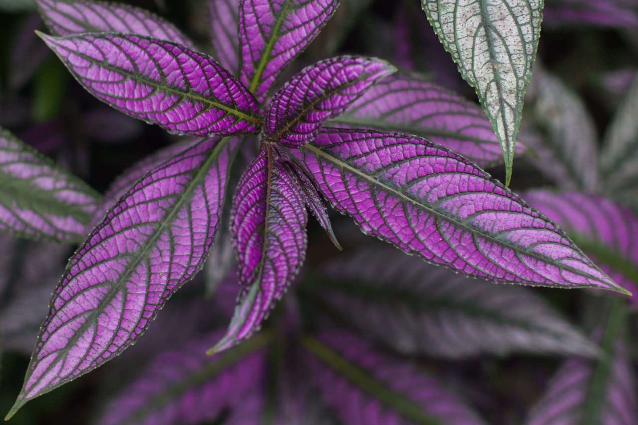 Purple Floral Banner.