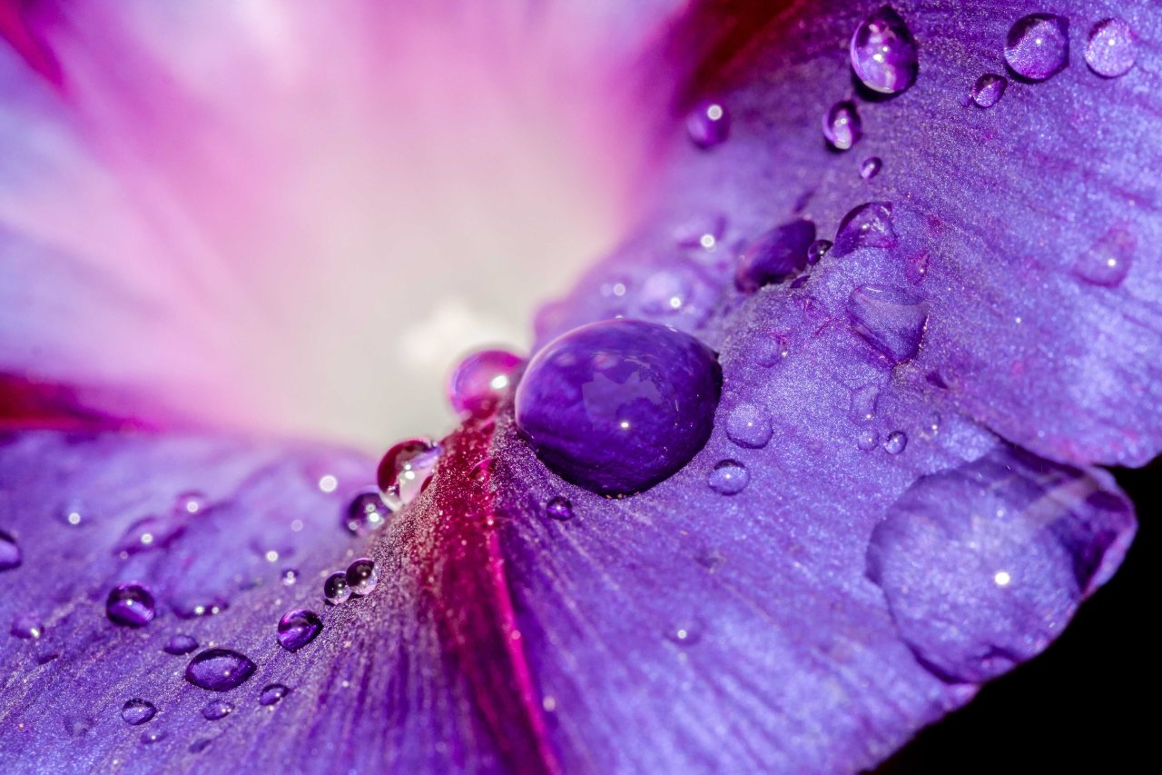 Flower Banner Image.