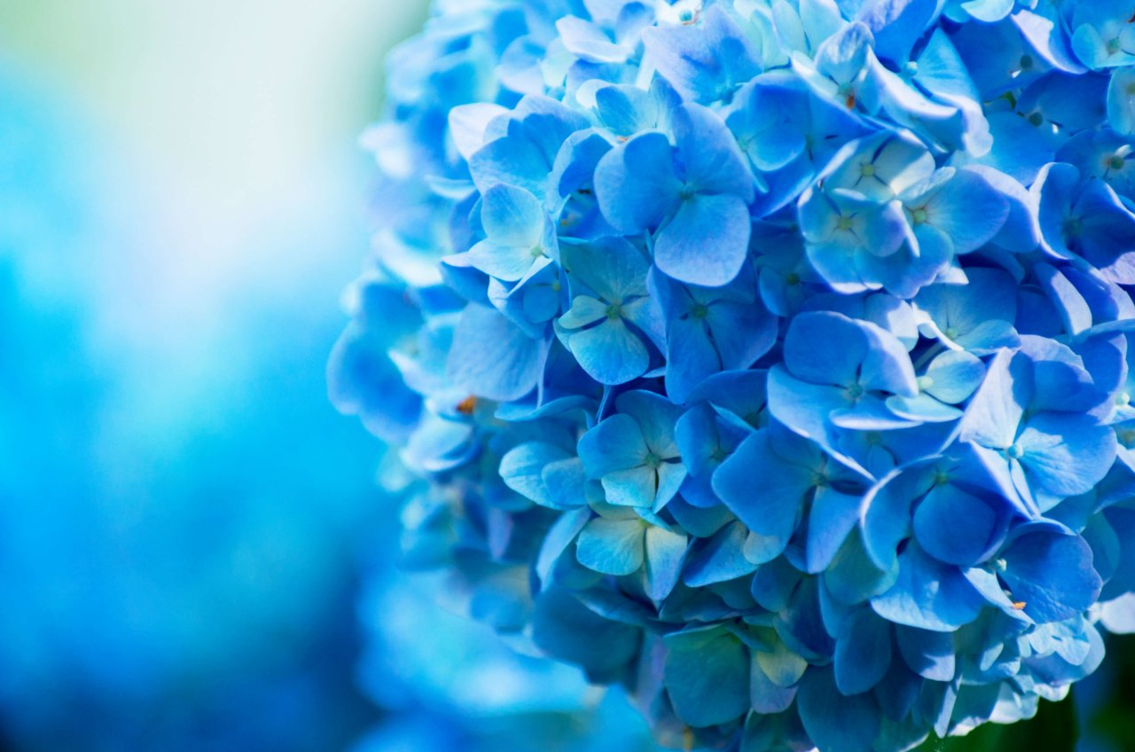 Blue Floral Banner.