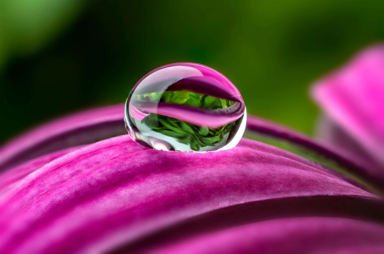 Ripple banner on flower.