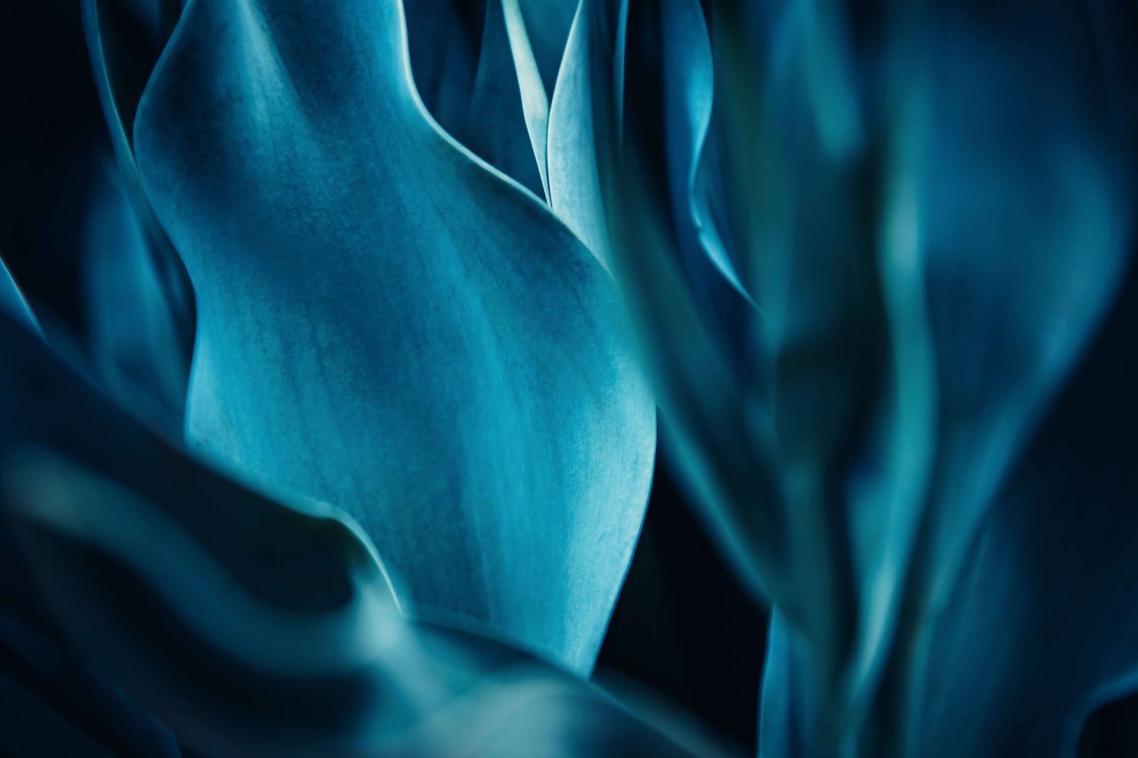 Banner Image Blue Floral.