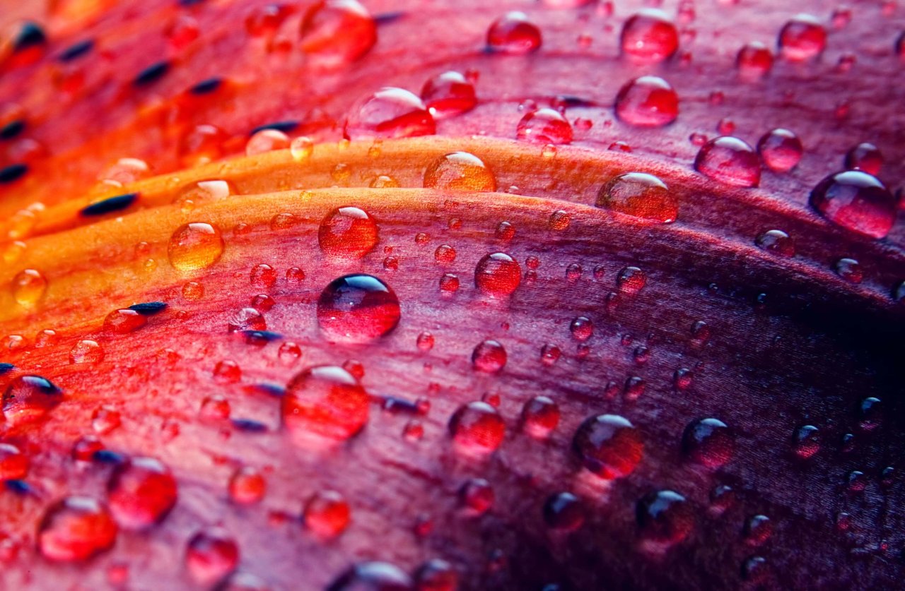 Ripple Leaf Image.