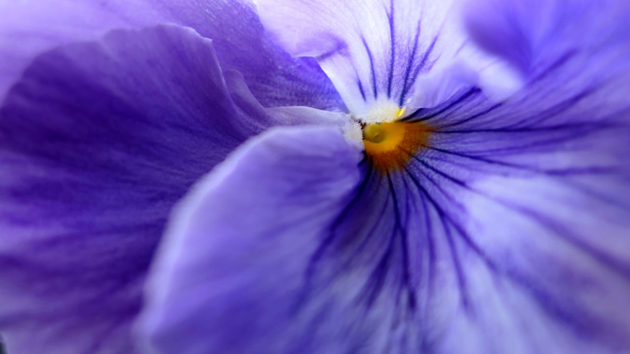 Purple Daisy Banner.