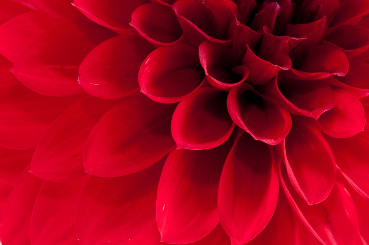 Floral Banner Image.