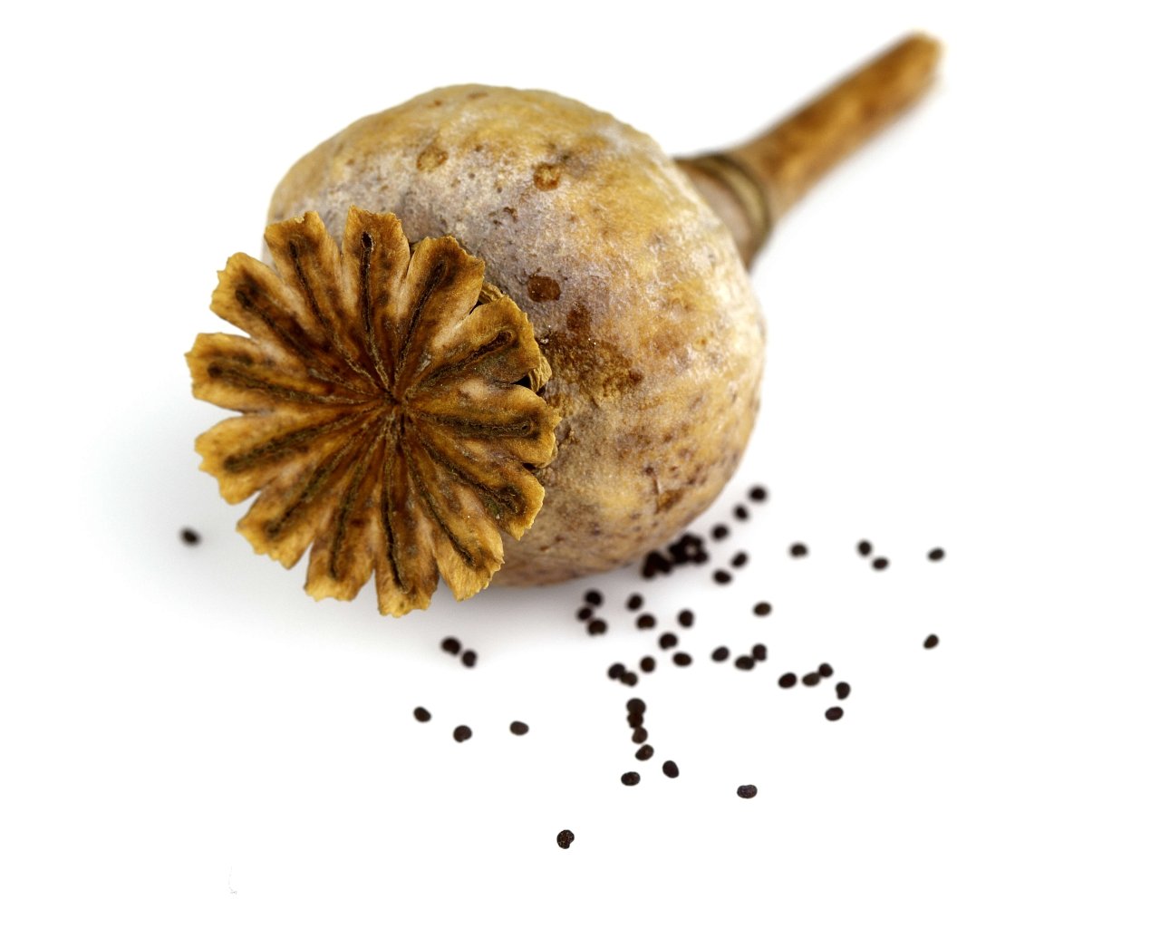 Poppy Head with Seeds Banner.