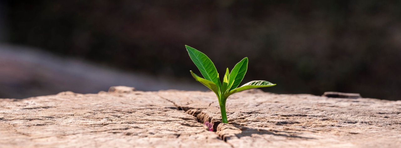 Flower growing banner image.
