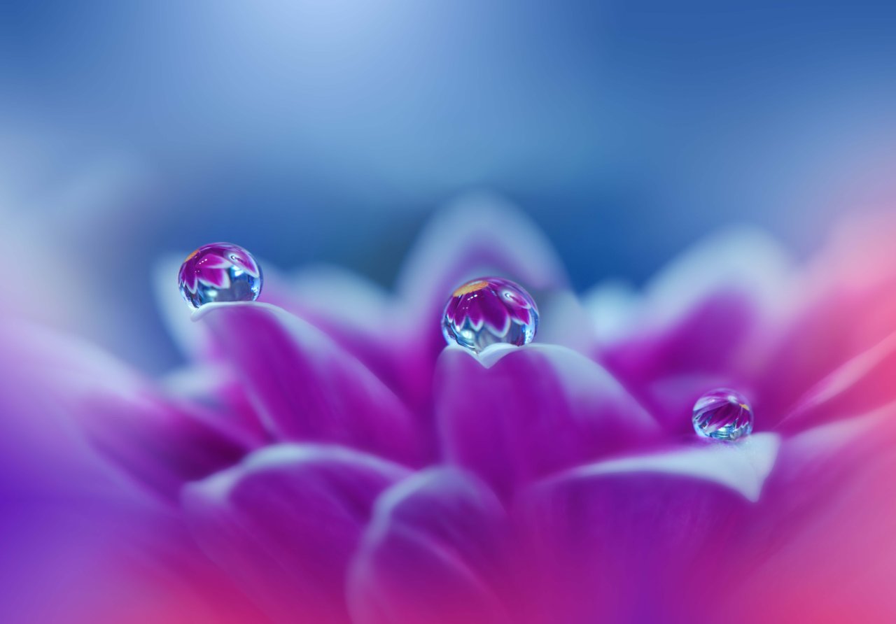 Purple & Blue Floral Banner.
