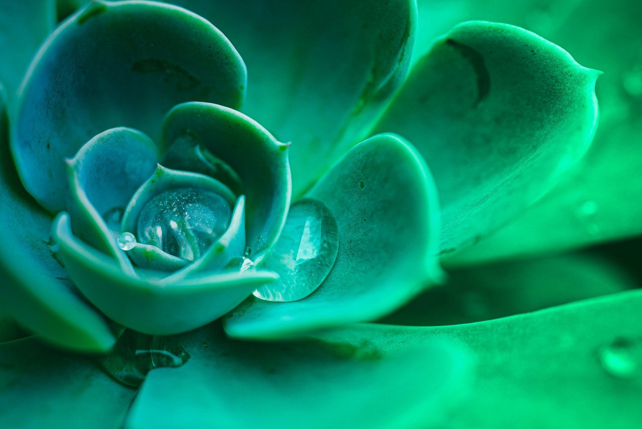 Banner Image Flowers.