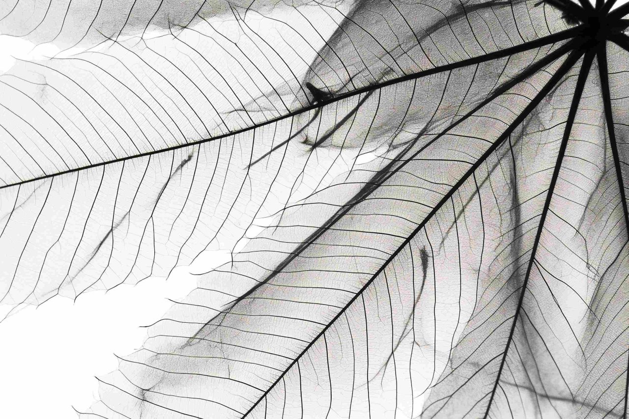 White Plant Background.