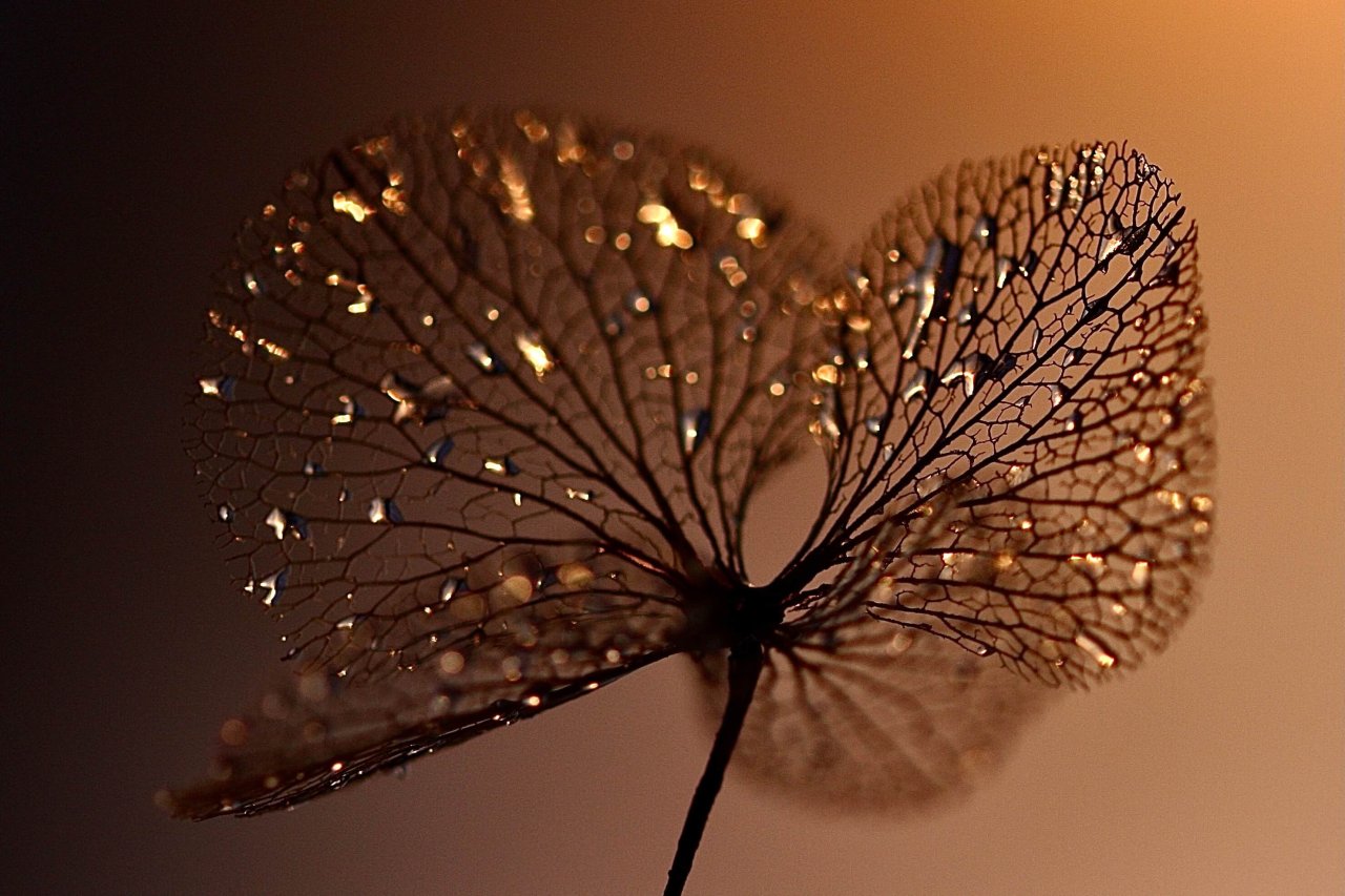 Brown Leaf Banner.