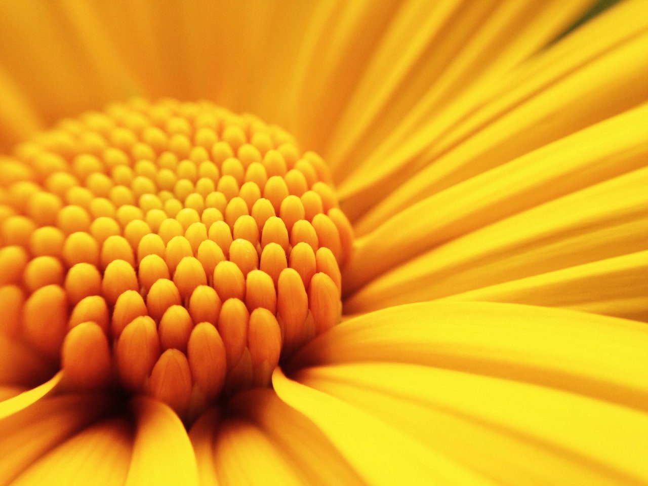 Yellow Daisy Banner Image.
