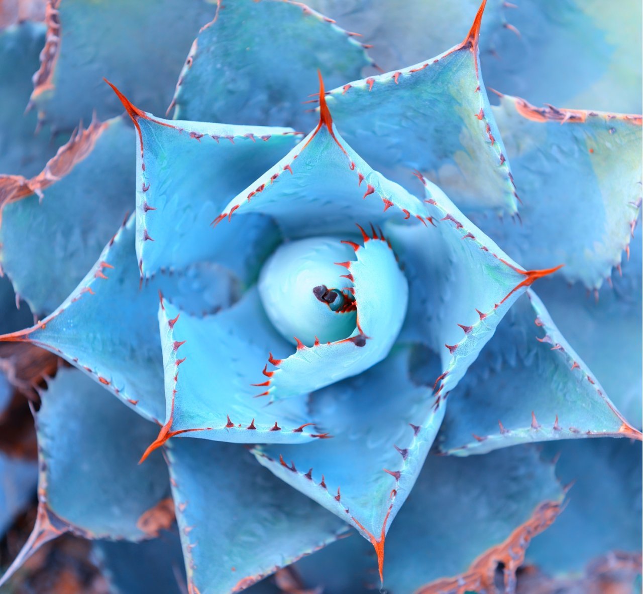 Blue macro plant image.