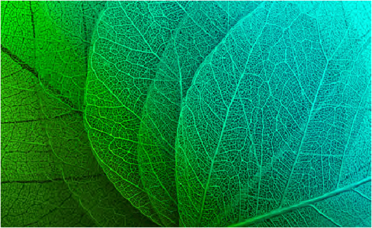 Leaves.